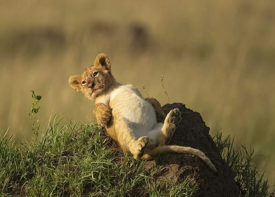Пользователь