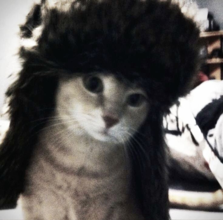 Пользователь