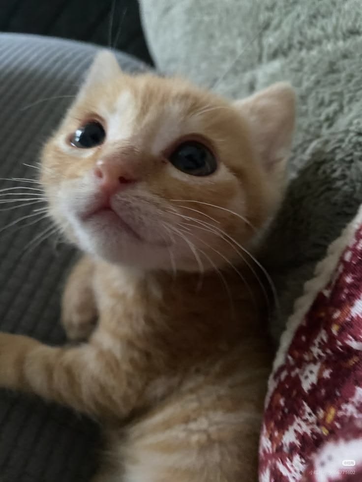 Пользователь