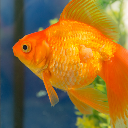 Пользователь