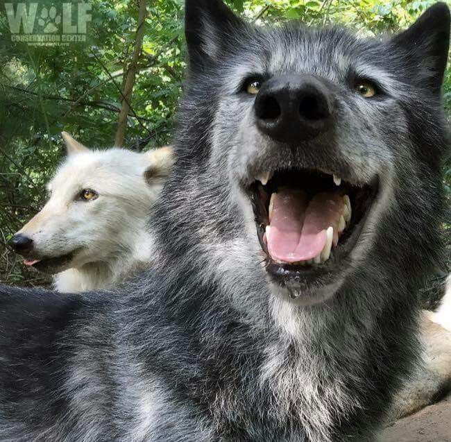 Пользователь