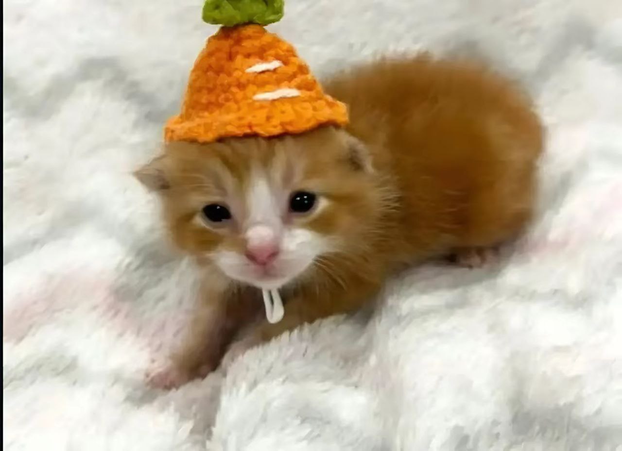 Пользователь