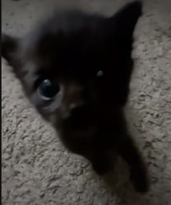 Пользователь