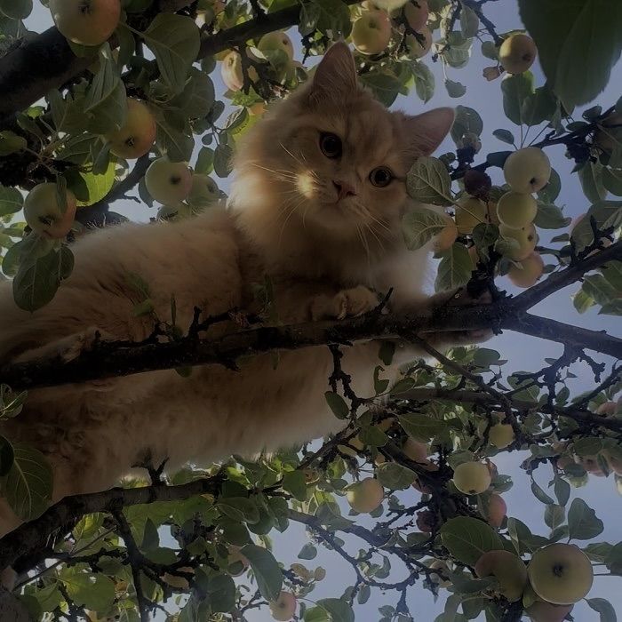 Пользователь