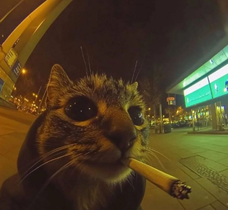 Пользователь
