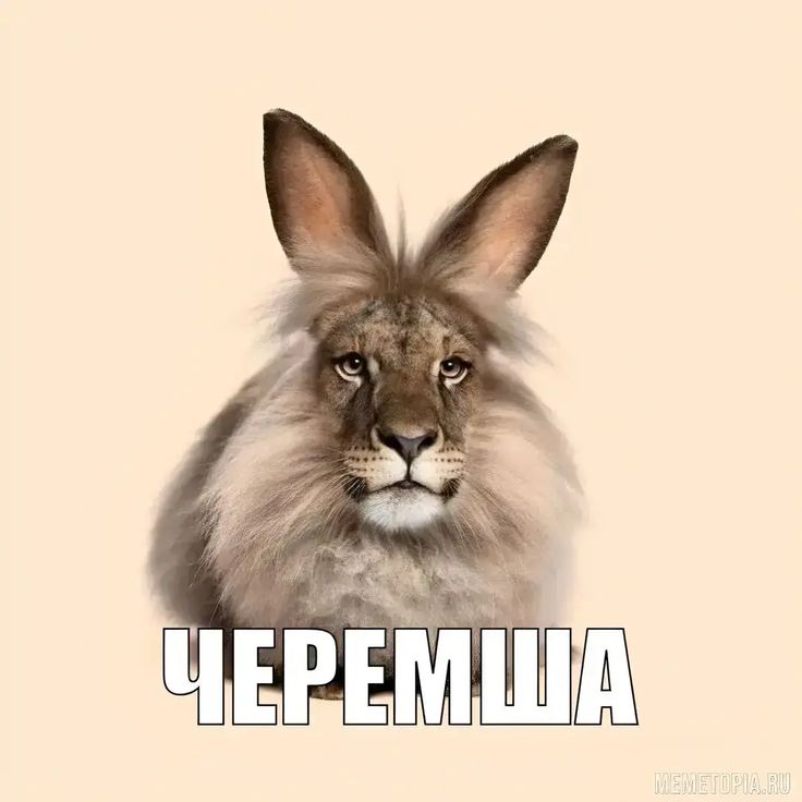 Пользователь