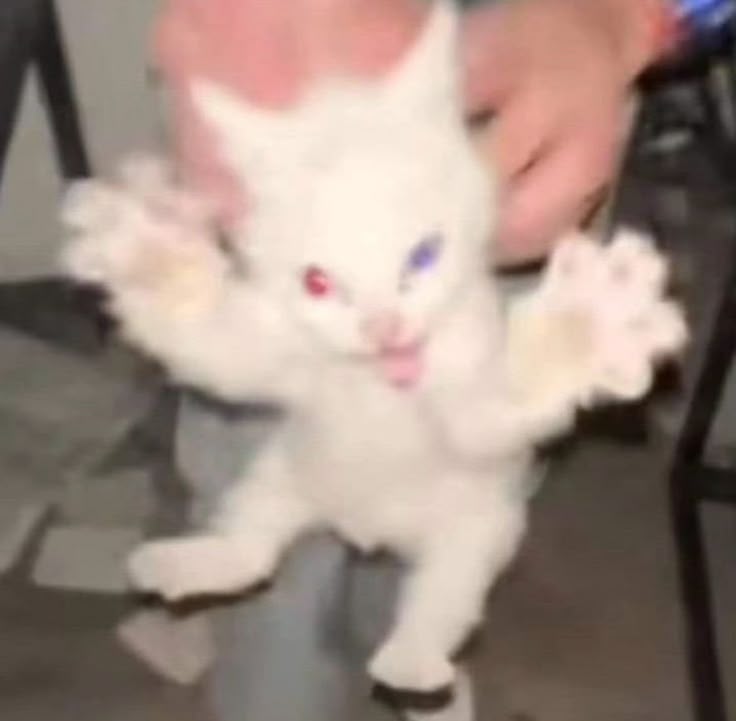 Пользователь