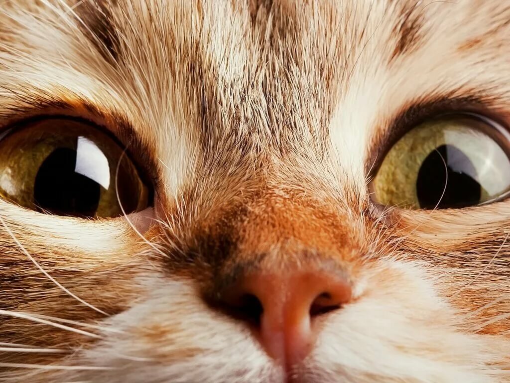 Пользователь