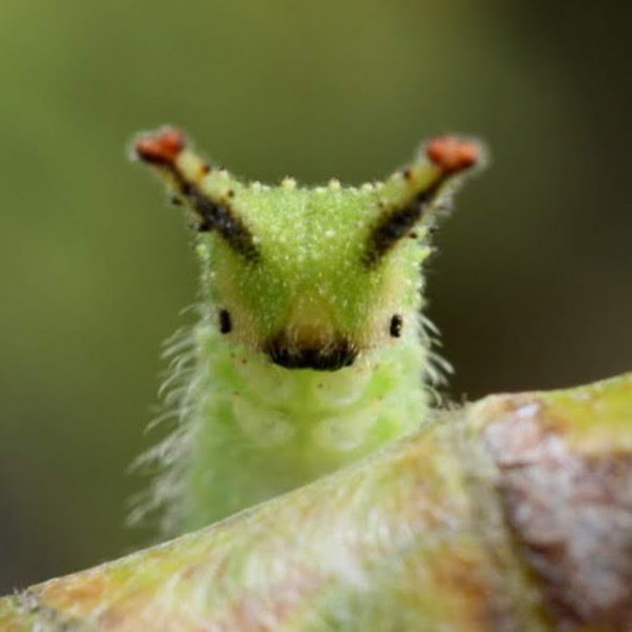 Пользователь